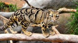 leoparda diardov