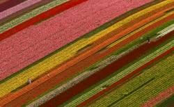americke polia rozziarili tulipany