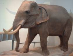 slon palaeoloxodon