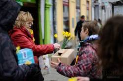 slovenske ulice zaplavili zlte narcisy