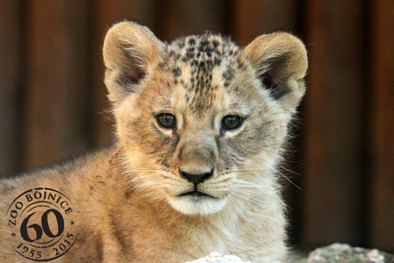 ZOO Bojnice - malé levíčatá vyšli prvýkrát von