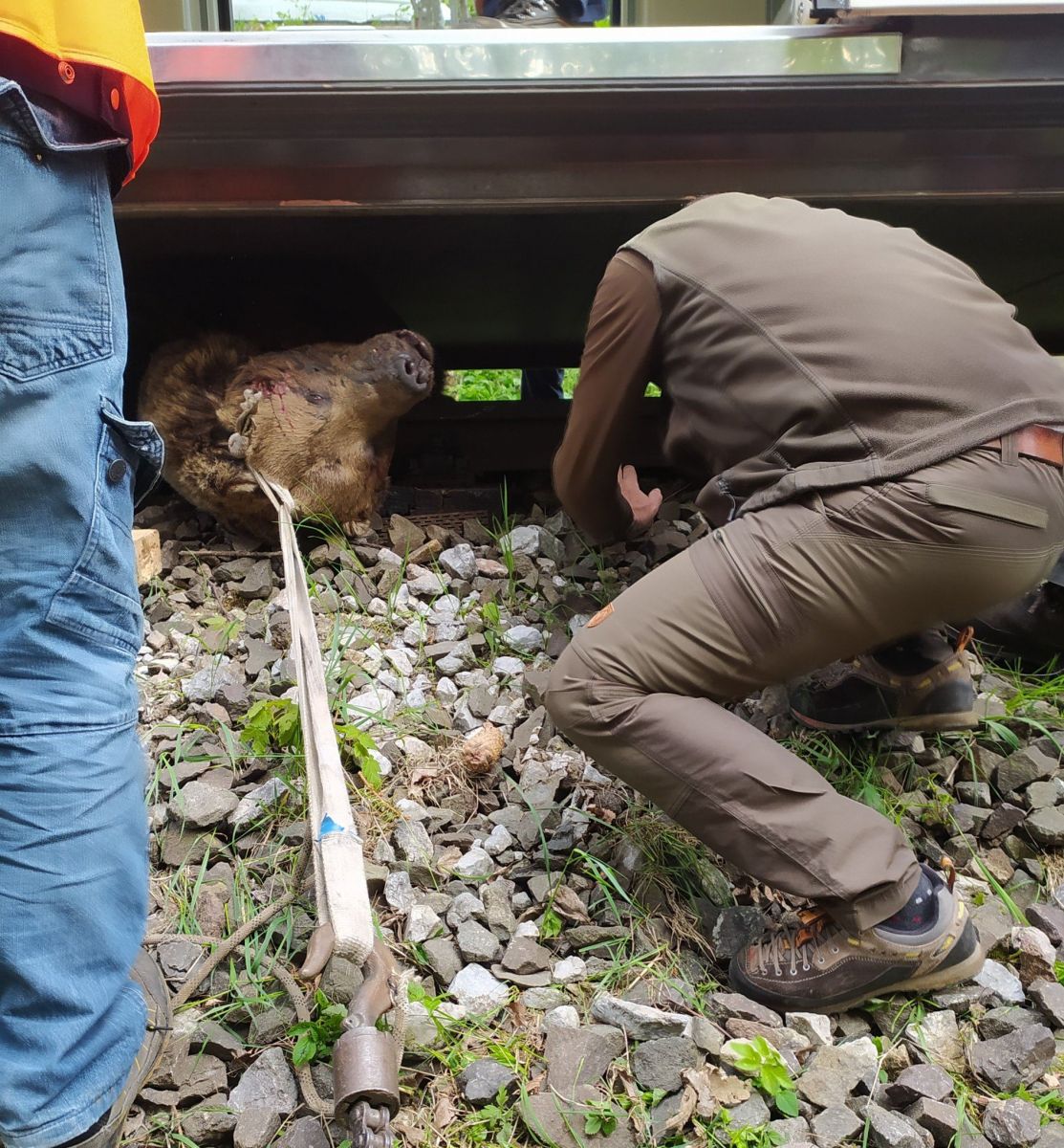 Pod kolesami električky zahynul približne desaťročný medveď