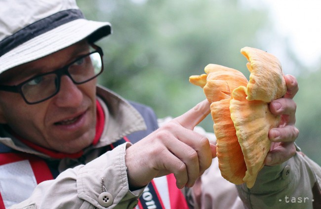 VIDEO: Liečivé huby rastú i na Slovensku, na liečbu ich využívame málo