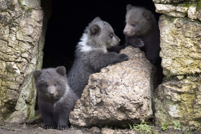 Štátna ochrana prírody: Od medvedieho brlohu sa treba ticho vzdialiť