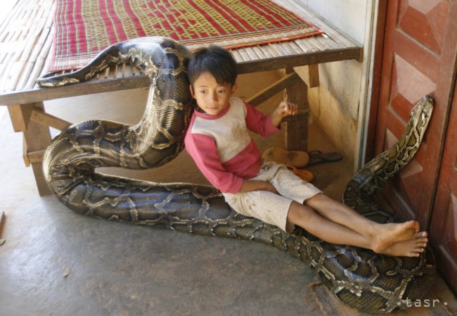 VIDEO: Číňanka chcela pobozkať hada, myslela si, že je to dobrý nápad