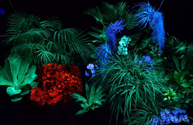 Botanická záhrada Univerzity Pavla Jozefa Šafárika v Košiciach organizuje v spolupráci s Košickým občianskym klubom – Kassai Polgári Klub výstavu pod názvom Magické svetielkujúce rastliny.