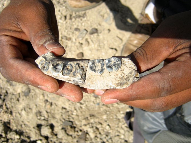 Najstarší človek žil v Afrike pred 2,8 milióna rokmi