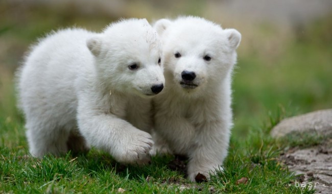 Dve štrnásťtýždňové dvojičky polárneho medveďa sa hrajú vo výbehu počas predstavenia verejnosti v zoologickej záhrade v Mníchove 19. marca 2014. 