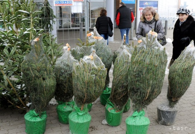 REPORTÁŽ: Je ekologickejší umelý či živý vianočný stromček?