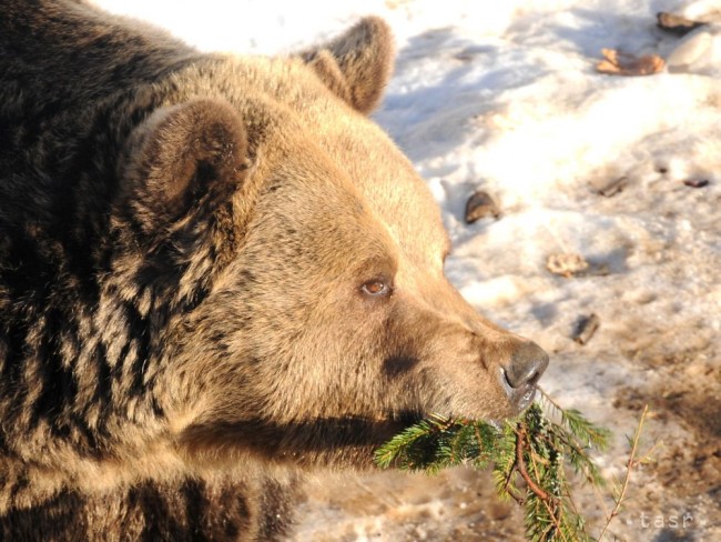 Na Sibírčana zaútočil medveď, zabil ho nožom