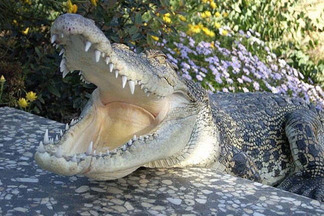 Ochranári v Ugande odchytili 1000-kilogramového ľudožravého krokodíla