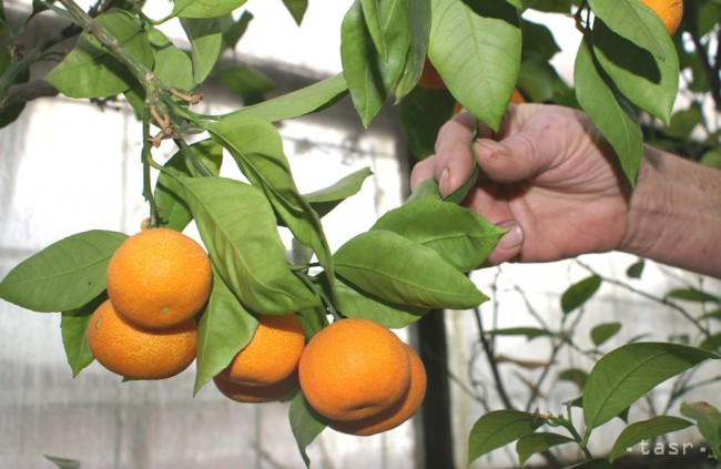 Deväť dôvodov, prečo treba jesť viac citrusov