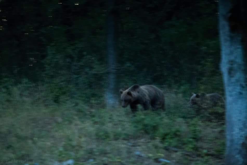 ZBYSTRITE POZORNOSŤ: V okolí Prievidze sa pohybujú medvede