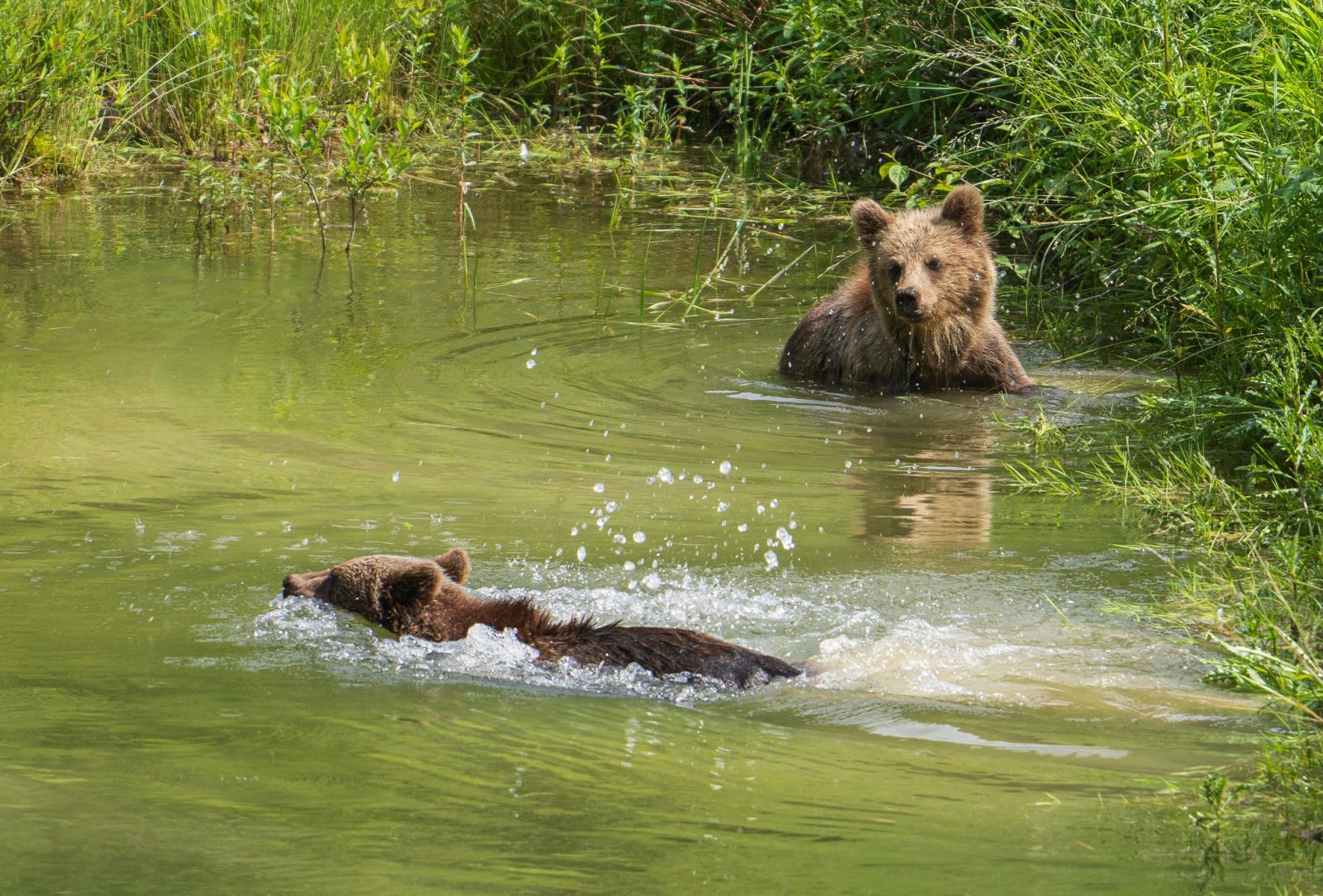 Foto: Medvedí wellness. Fotograf zachytil úžasné zábery kúpajúcich sa medveďov v prírode na hornej Nitre