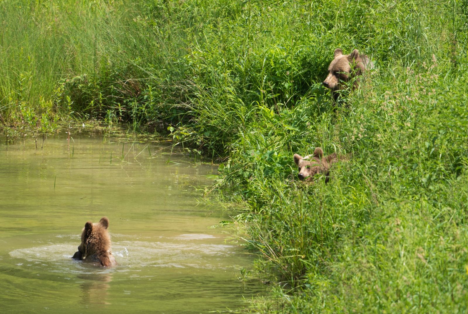 Foto: Medvedí wellness. Fotograf zachytil úžasné zábery kúpajúcich sa medveďov v prírode na hornej Nitre