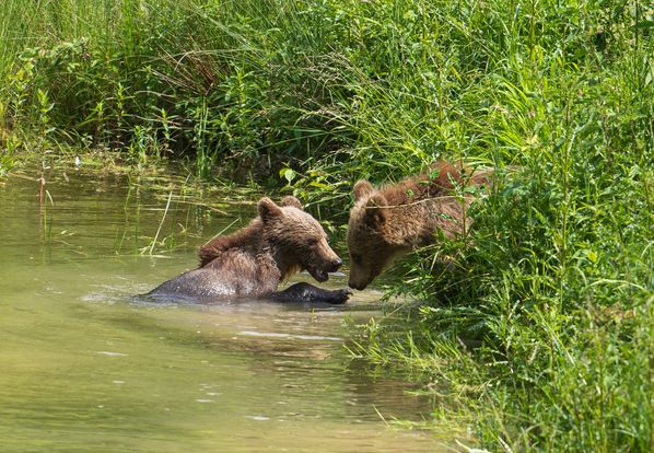 Foto: Medvedí wellness. Fotograf zachytil úžasné zábery kúpajúcich sa medveďov v prírode na hornej Nitre