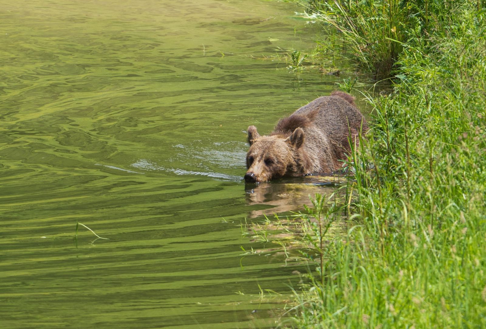 Foto: Medvedí wellness. Fotograf zachytil úžasné zábery kúpajúcich sa medveďov v prírode na hornej Nitre