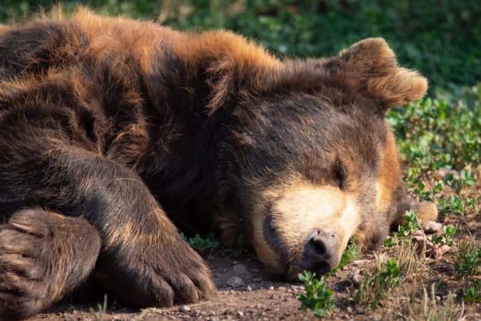 Počas štvrtka usmrtil zásahový tím pri Ružomberku dva medvede