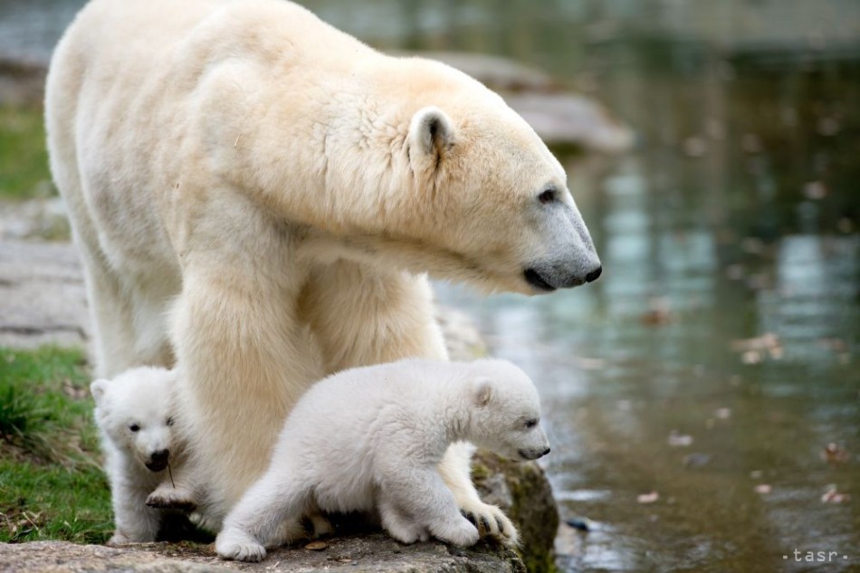 Dve štrnásťtýždňové dvojičky polárneho medveďa sa hrajú vo výbehu počas predstavenia verejnosti v zoologickej záhrade v Mníchove 19. marca 2014. 