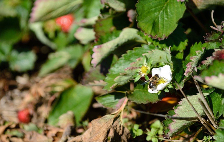 Na jahodových plantážach v nitrianskom regióne opäť zarodili jahody. Ľudia z okolia chodia z poľa s plnými vedrami jahôd, pestovatelia tvrdia, že sa s niečím podobným ešte nestretli. 