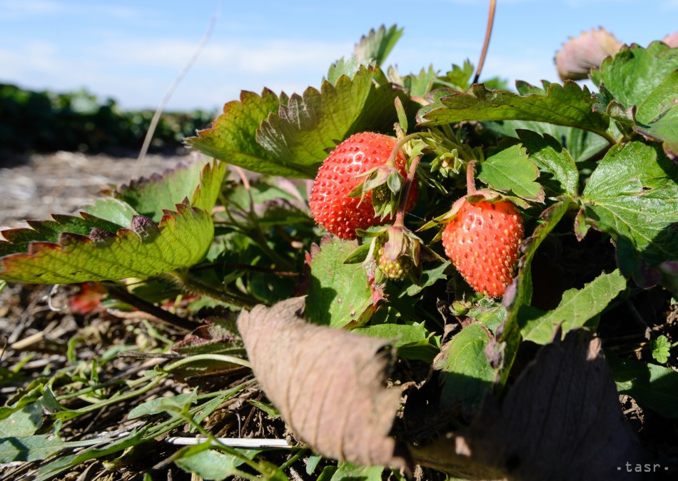 Na jahodových plantážach v nitrianskom regióne opäť zarodili jahody. Ľudia z okolia chodia z poľa s plnými vedrami jahôd, pestovatelia tvrdia, že sa s niečím podobným ešte nestretli. 