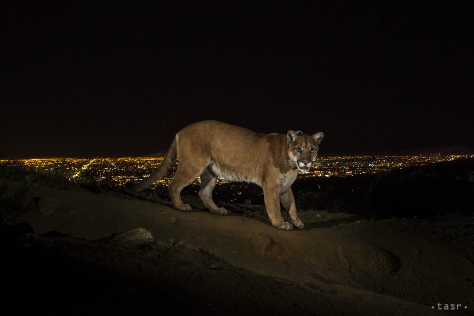 Víťazná fotografia celosvetovej súťaže o najlepšie novinárske fotografie World Press Photo 2014 v kategórii Nature Stories (Príroda). Na fotografii od amerického fotografa Stevea Wintera  puma kráča po chodníku v parku v Los Angeles.