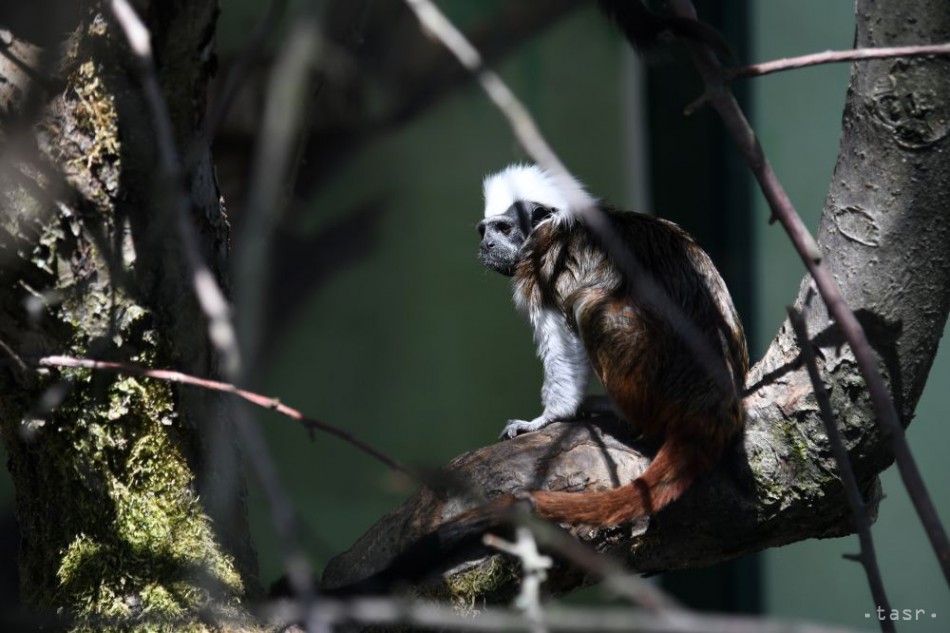 Národná ZOO Bojnice začala 63. letnú turistickú sezónu, 1. mája 2018 v Bojniciach.