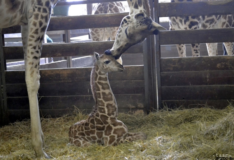 V bratislavskej ZOO sa narodil samček žirafy
