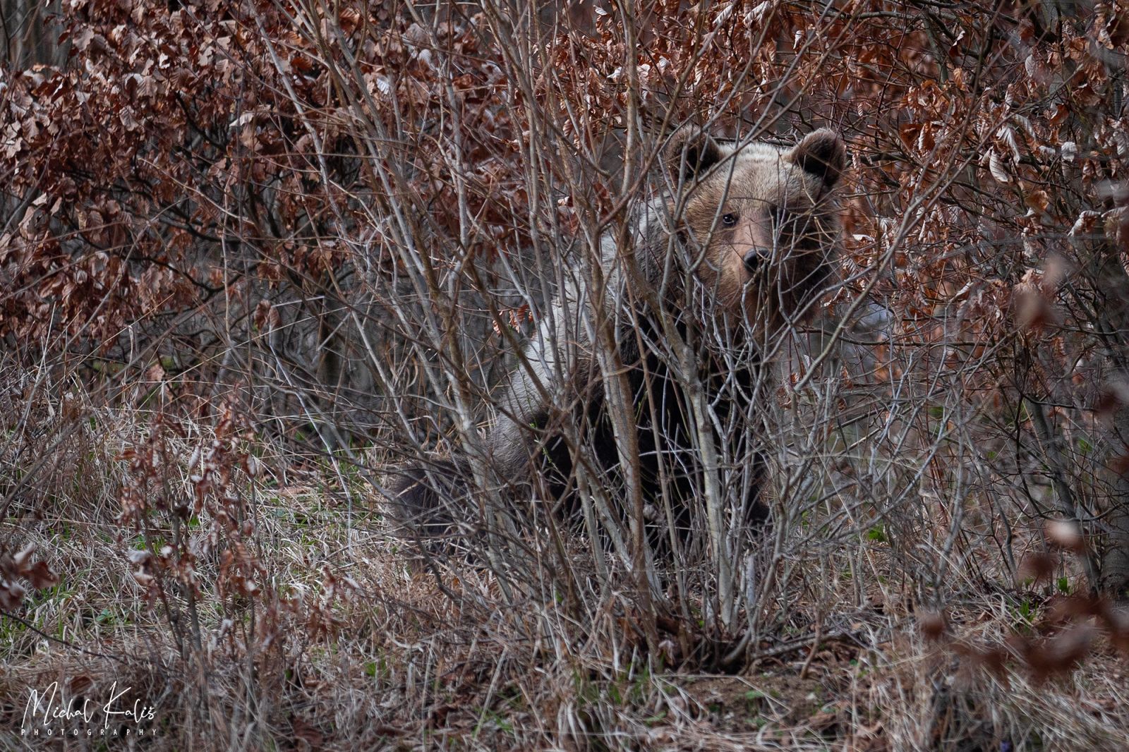 Vláda navrhuje schváliť zákon o odstrele medveďov v skrátenom konaní