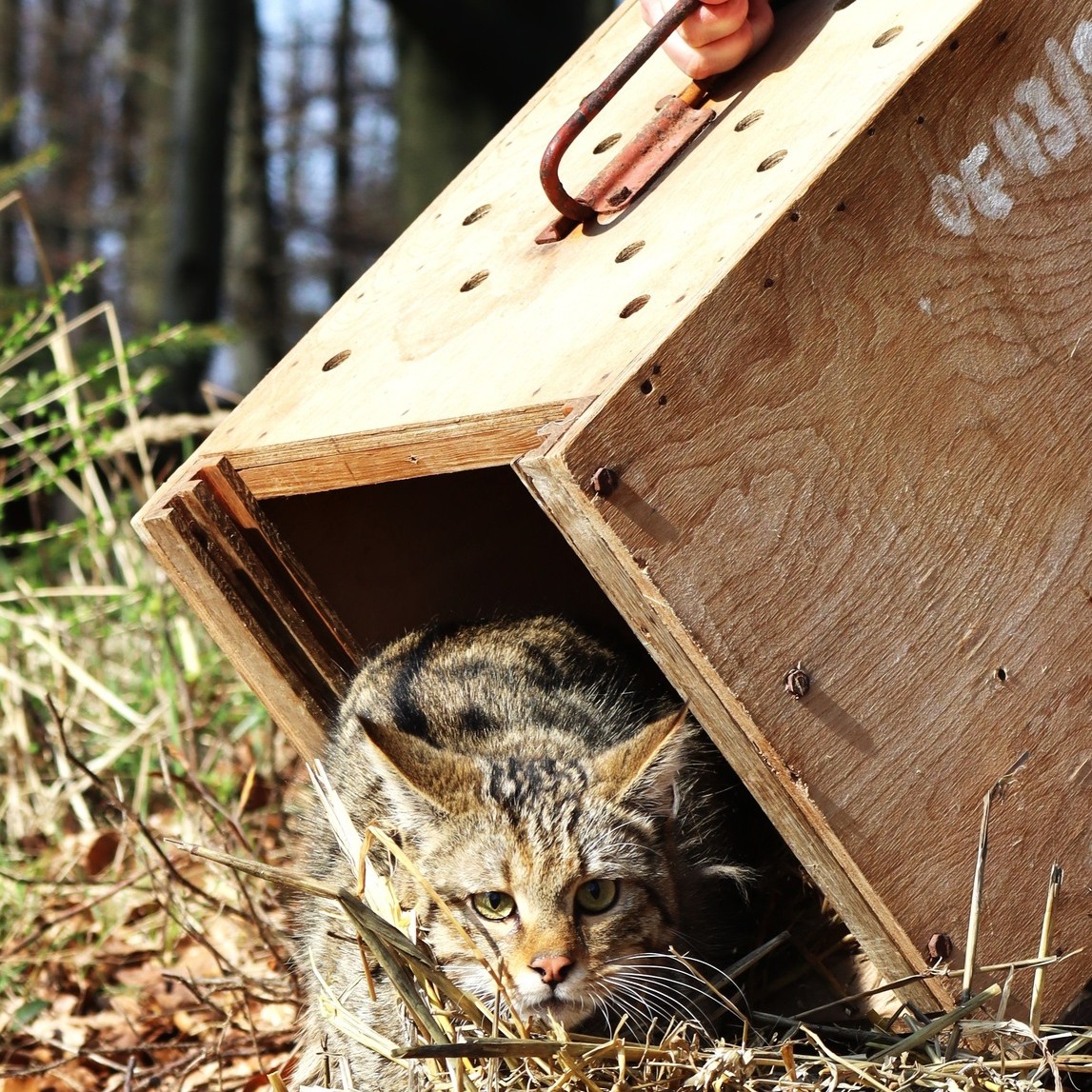 Národná zoo Bojnice vypustila do voľnej prírody samca mačky divej