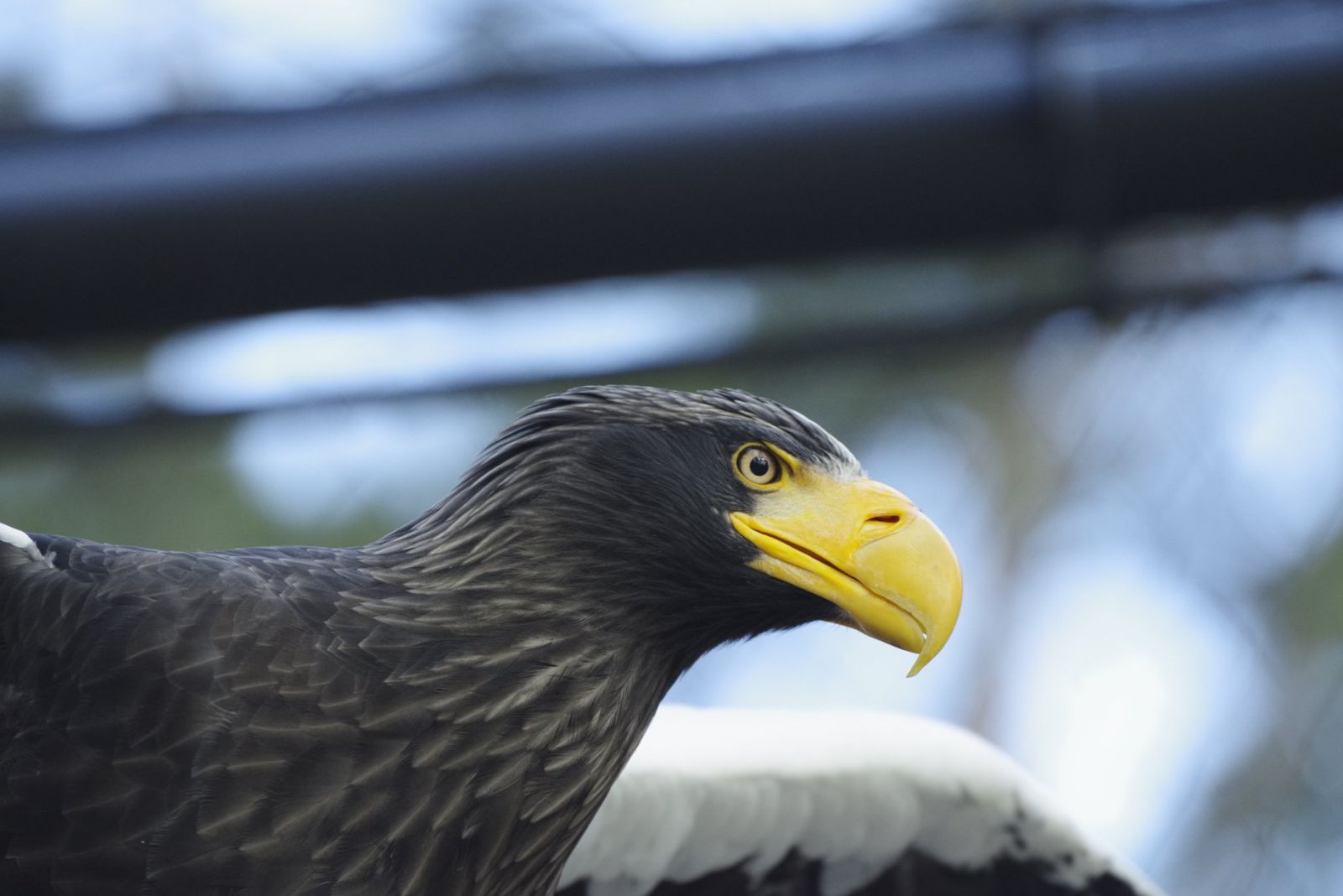 V Národnej zoologickej záhrade v Bojniciach pribudla nová voliéra