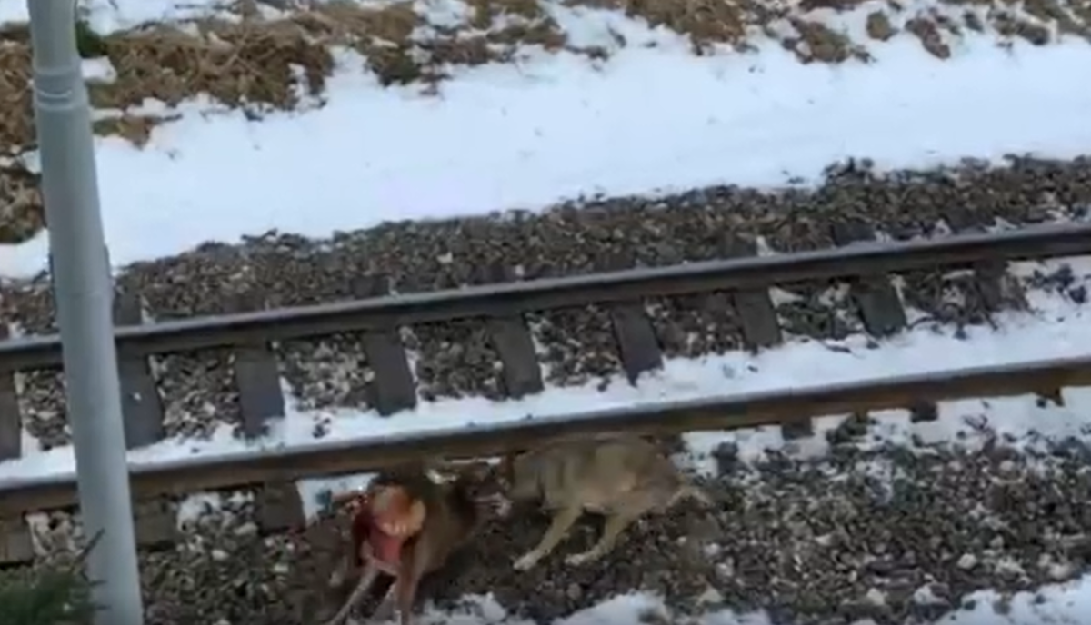 Video: Vlk zaútočil v Tatrách na mladého jeleňa za bieleho dňa