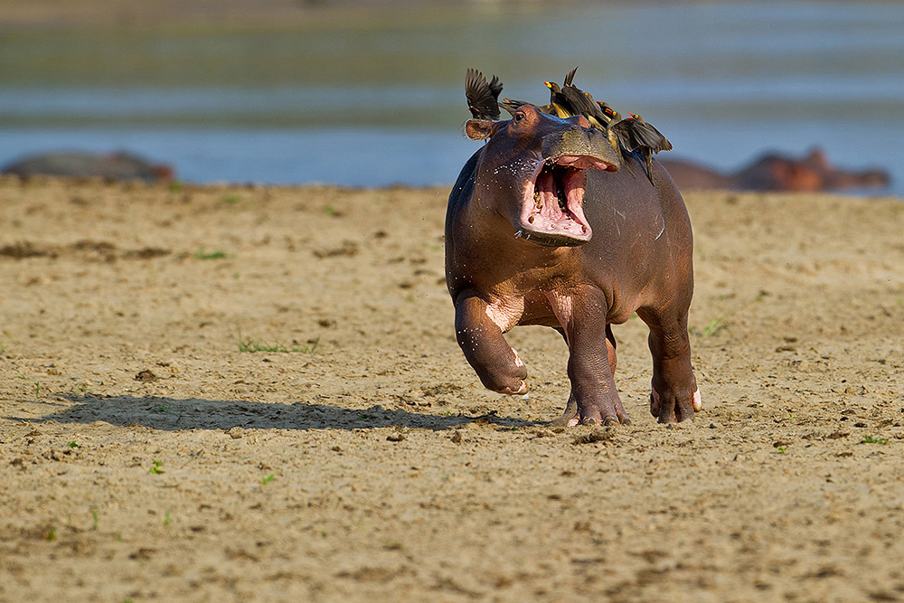 Foto: Veselí víťazi prvej sútaže o komediálne fotky zvierat