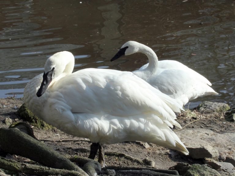 Novinkou medzi vodnými vtákmi v našej zoo je impozantná labuť trúbivá (Cygnus buccinator). Je to najväčšia zo všetkých druhov labutí.