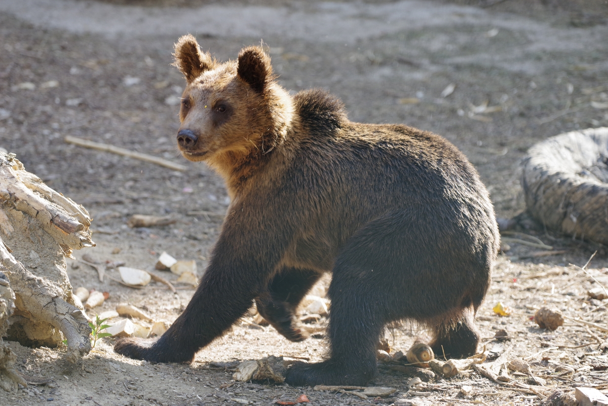 Mladé medvede z Veľkej Fatry už môžu návštevníci vidieť vo výbehu.