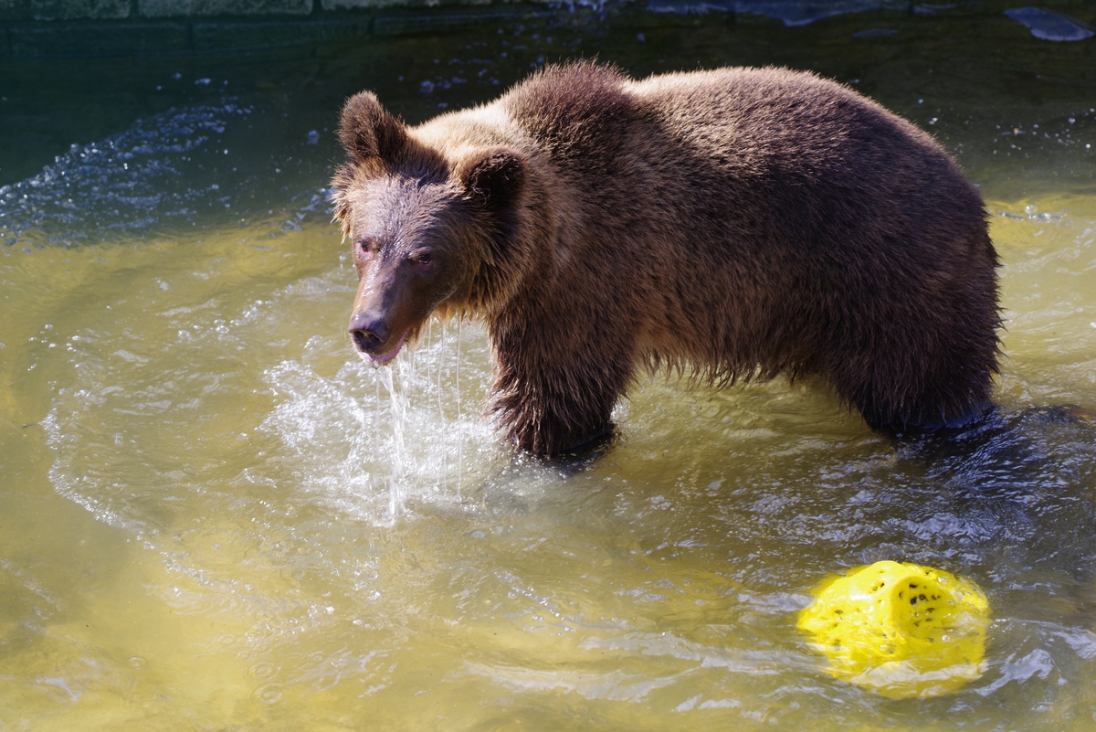 Mladé medvede z Veľkej Fatry už môžu návštevníci vidieť vo výbehu.