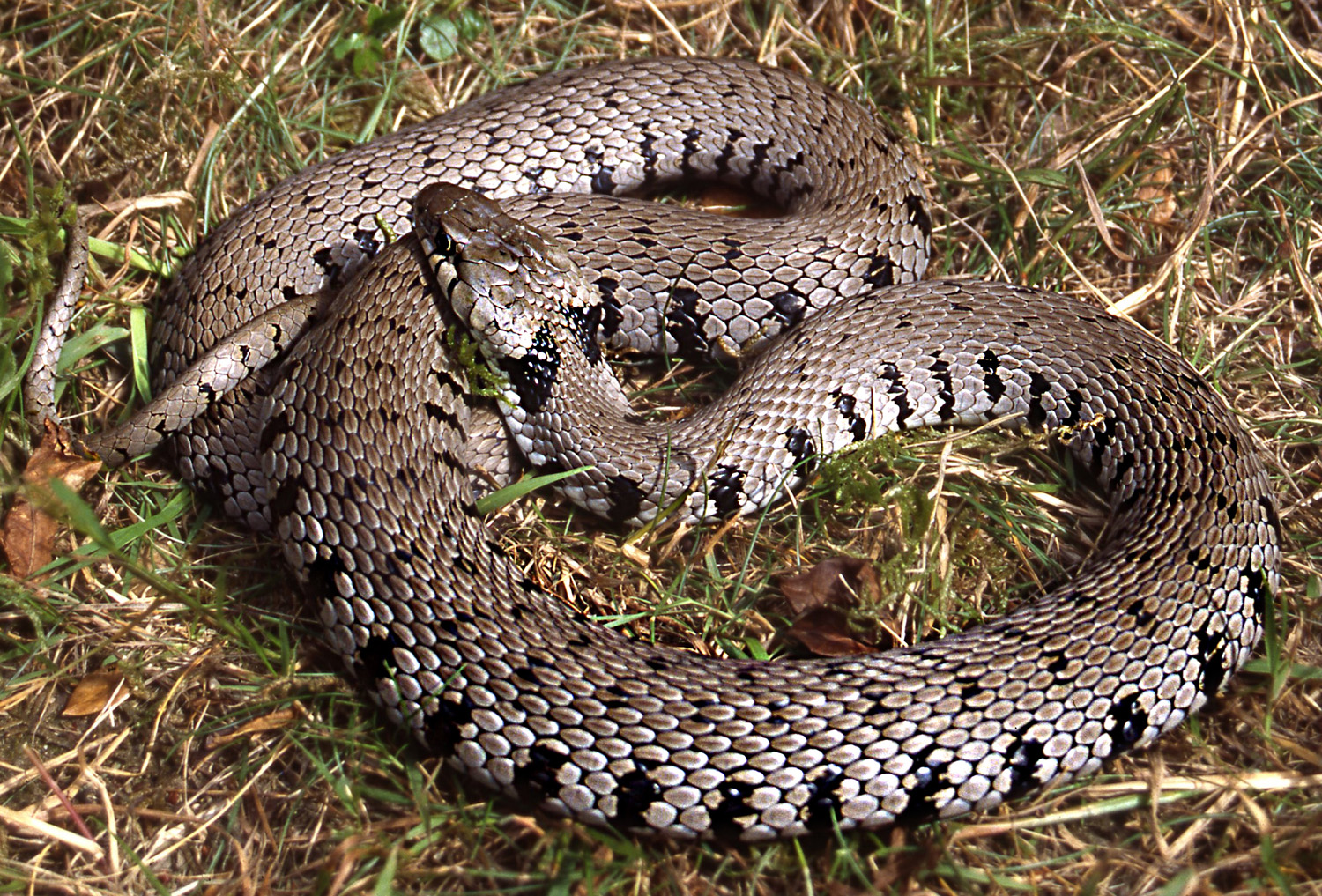 Natrix helvetica, nový druh hada pre západnú a strednú Európu. Foto: Wolfgang Böhme.