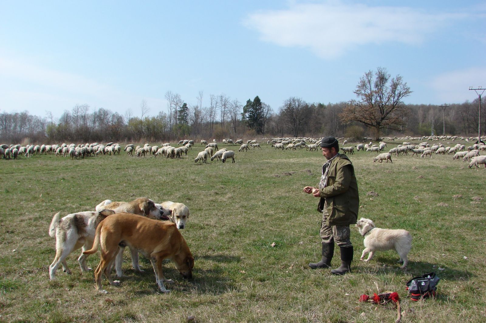 Dobré ovčiarske psy môžu ochrániť stádo pred šelmami. WWF chce pomôcť pri návrate týchto psov na salaše. 