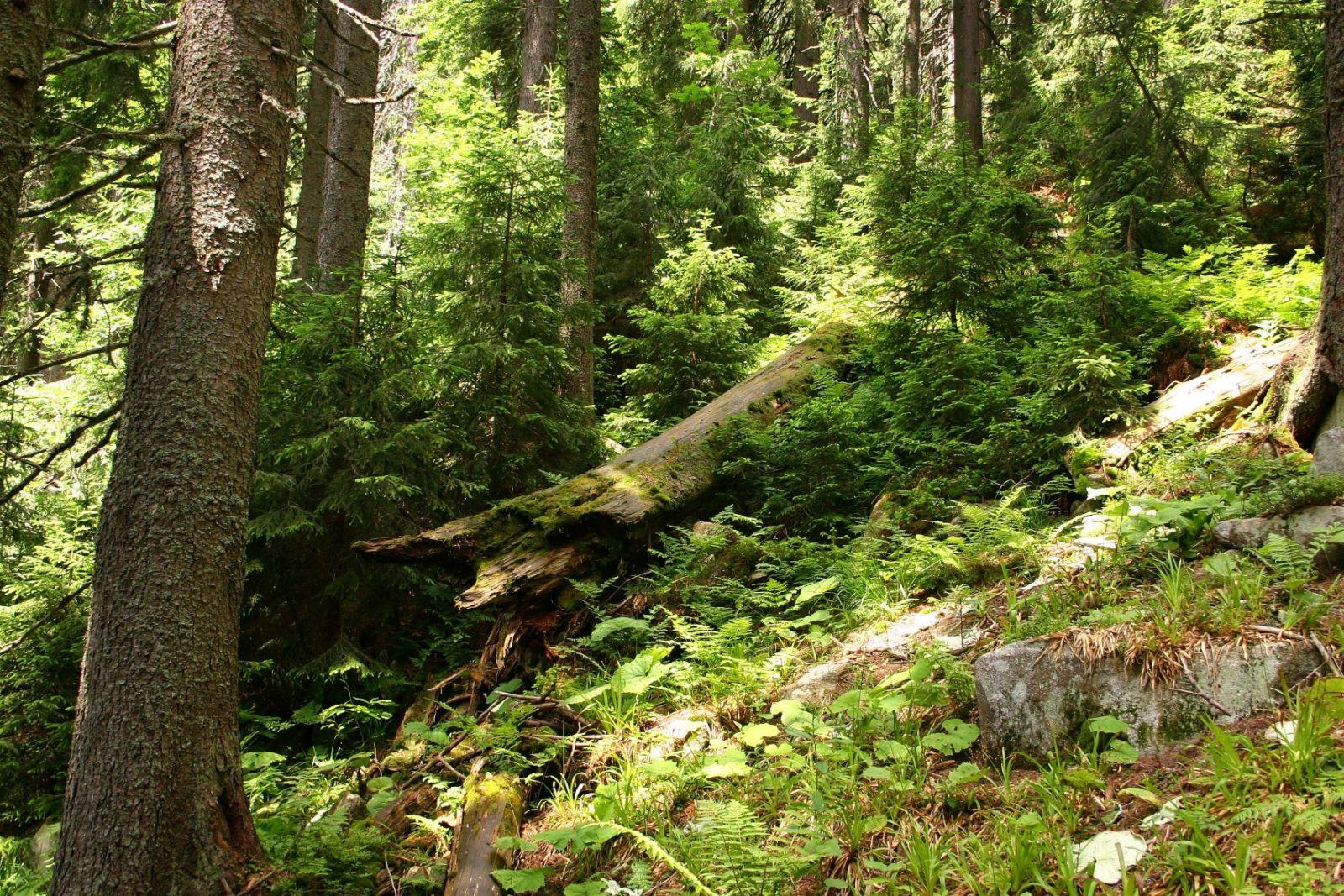 Rezervácia Pralesy Slovenska je realitou. Zavŕšili sa dlhoročné snahy ochranárov, ktoré podporilo v petícií vyše 30-tisíc ľudí