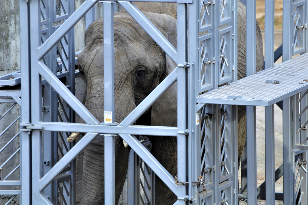 ZOO Bojnice: Dnes uskutočnil transport dvoch sloníc do novopostaveného pavilónu africkej fauny. (foto a video)