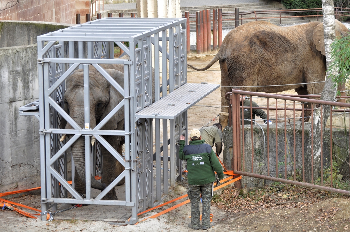 ZOO Bojnice: Dnes uskutočnil transport dvoch sloníc do novopostaveného pavilónu africkej fauny. (foto a video)