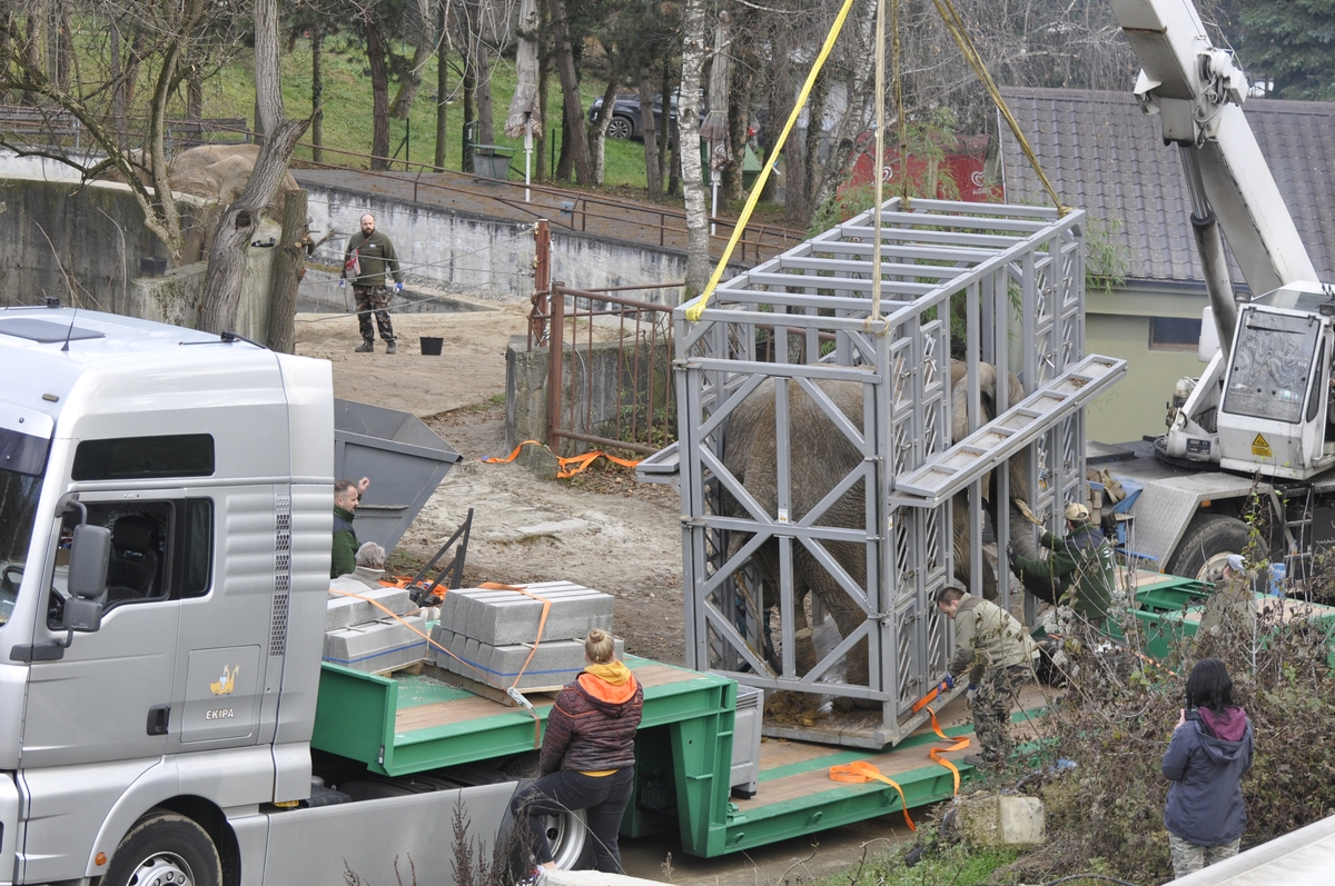 ZOO Bojnice: Dnes uskutočnil transport dvoch sloníc do novopostaveného pavilónu africkej fauny. (foto a video)