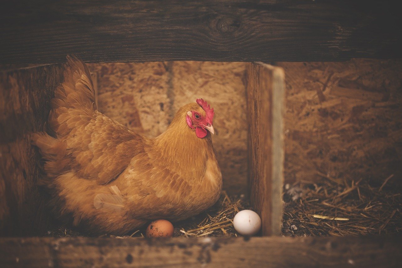 Slovenskí producenti vajec prejdú do roku 2030 na podstielkové, voliérové a voľnovýbehové chovy