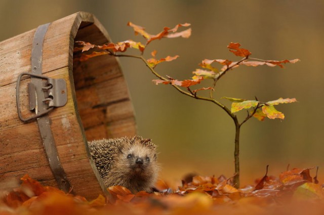 Foto: Ako si zvieratá užívajú jeseň
