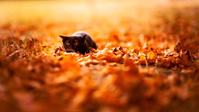 Foto: Ako si zvieratá užívajú jeseň