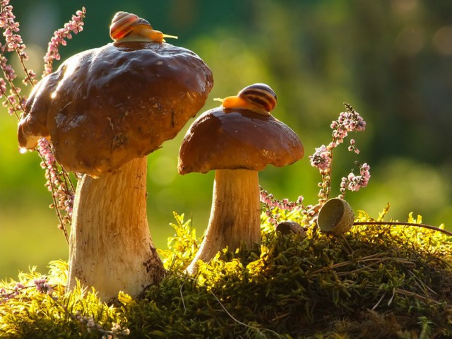 Foto: Ako si zvieratá užívajú jeseň