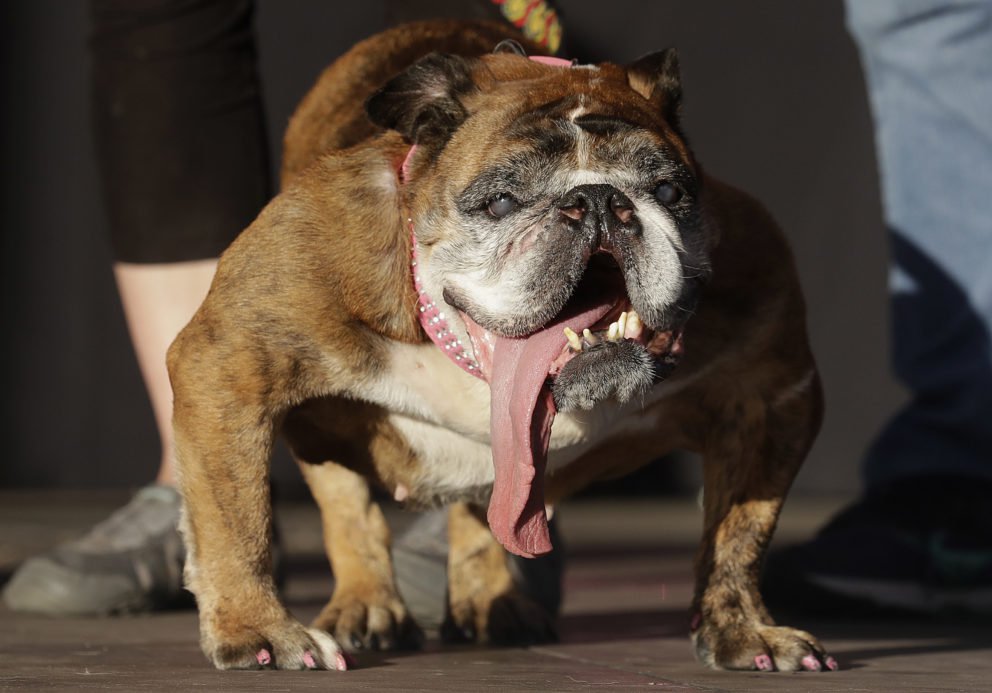 Anglický buldog Zsa Zsa je najškaredším psom na svete.