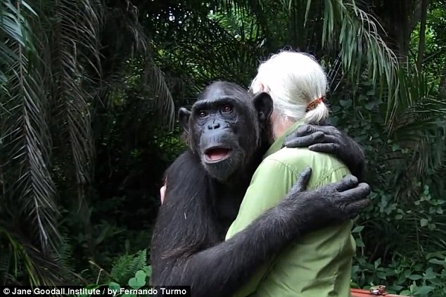 Dojemné video: "Vďaka za všetko": šimpanz ďakuje svojej ošetrovateľke pri vypustení späť do prírody.