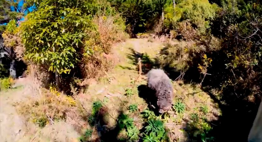 Video: Keď rozzúrený baran, zničí lietajúci dron a potom naháňa 