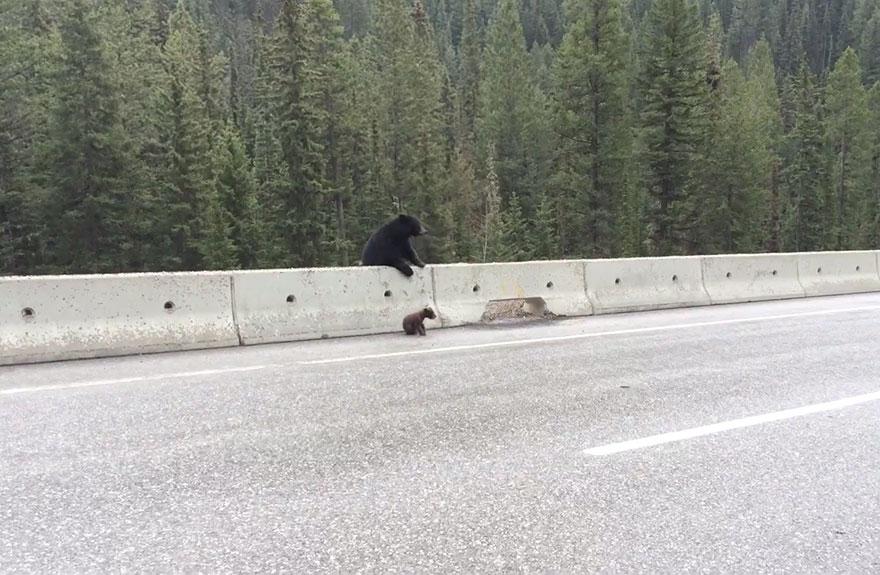 Video: Vrušujúce video ako medvedica zachraňuje svole mláďa na diaľnici